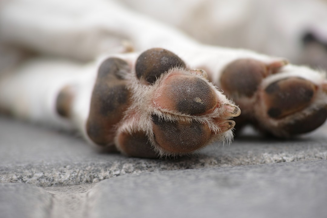 Relieve Pet Skin Issues with Animax Ointment
