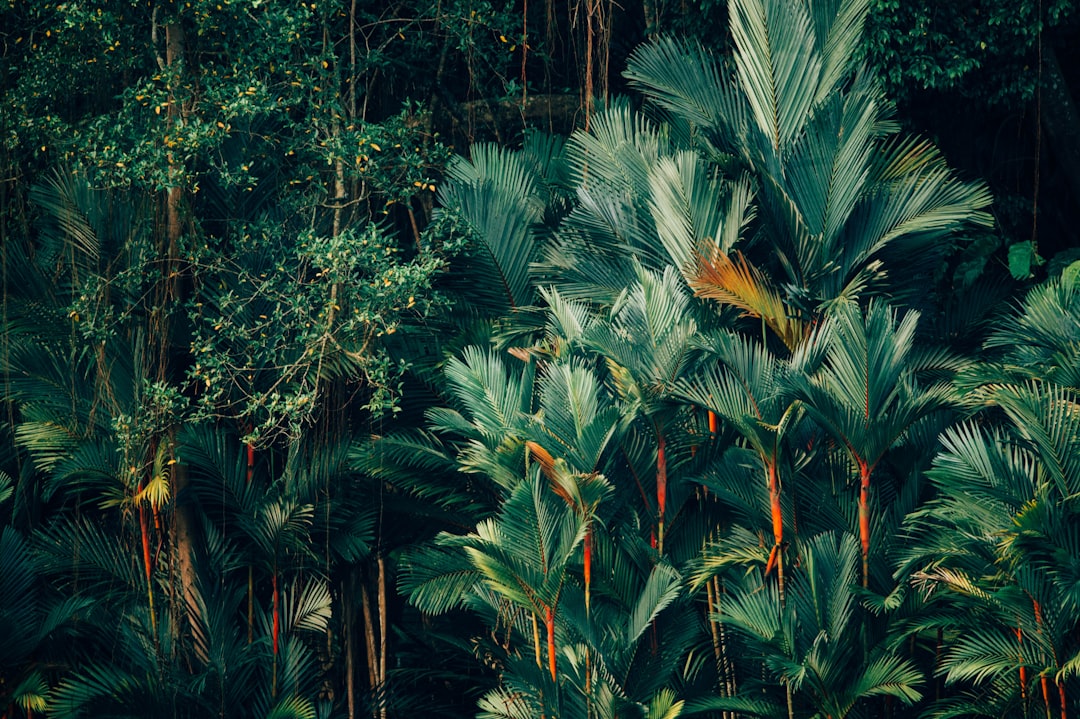 Going Green: The Versatility of Banana Leaf